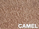 camel